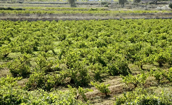 Winnica winogron pola w śródziemnomorskiej Hiszpania — Zdjęcie stockowe