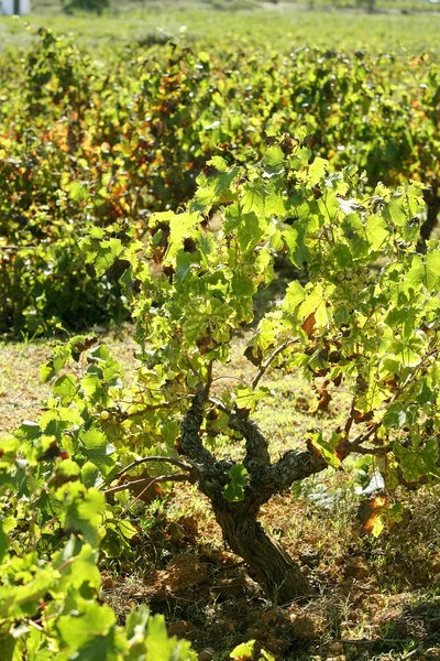 在地中海西班牙的葡萄园，葡萄字段 — 图库照片