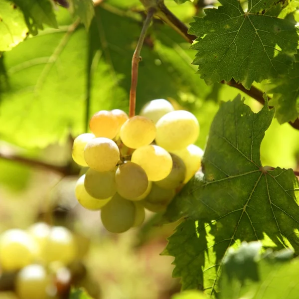 Wijngaard, druif velden in mediterrane Spanje — Stockfoto