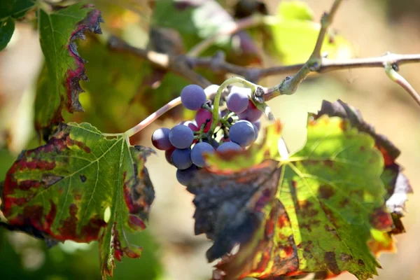 Vignoble, champs de raisin en Espagne méditerranéenne — Photo