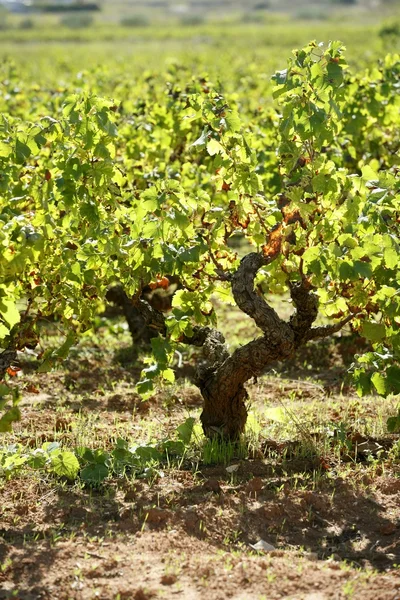 Weinberg, Weinfelder in Mittelmeerspanien — Stockfoto