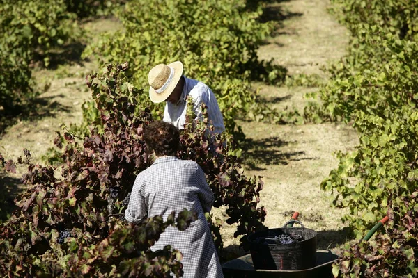Vineyard, grape fields in mediterranean Spain — Stock Photo, Image