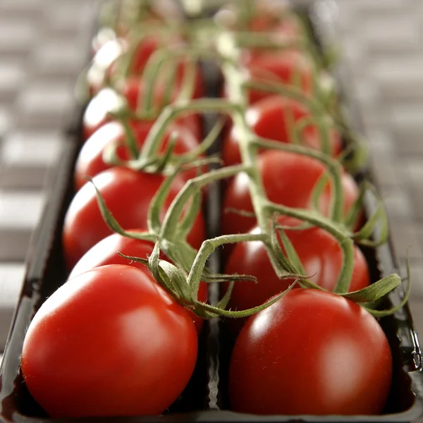 Röda tomater gren — Stockfoto