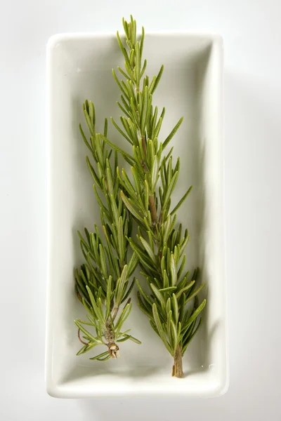 Rosemery planta aromática em um prato branco — Fotografia de Stock