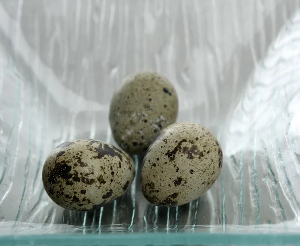 Üç bıldırcın yumurtası — Stok fotoğraf