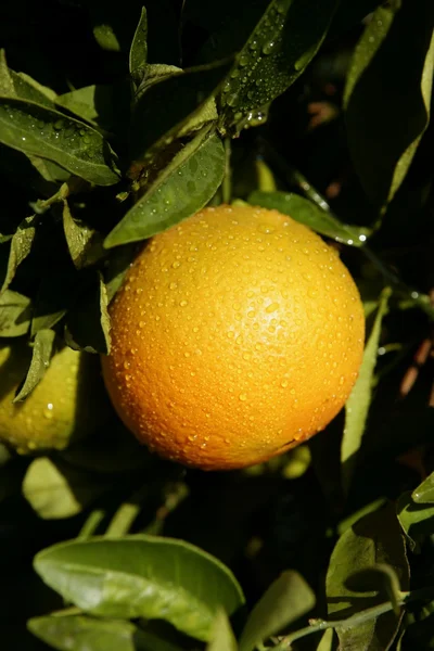 Orange hanging from a tree — Stock Photo, Image