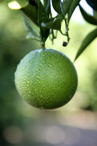Green growing oranges hanging from tree — Stock Photo, Image