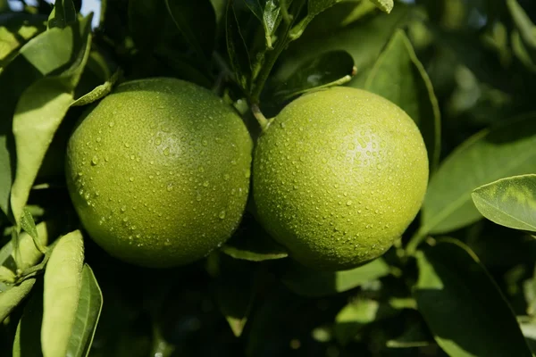 Laranjas verdes em crescimento penduradas na árvore — Fotografia de Stock