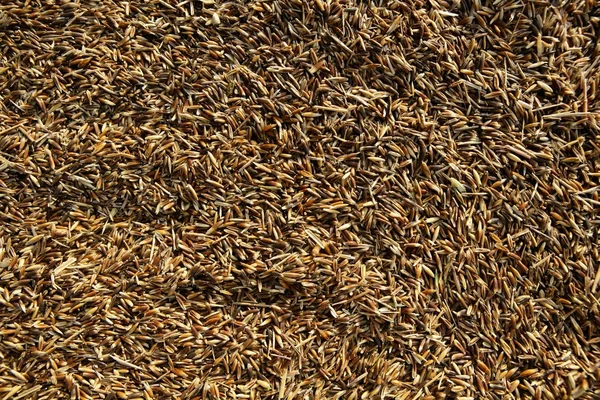 Immagine dei cereali di avena. Avena texture sfondo — Foto Stock