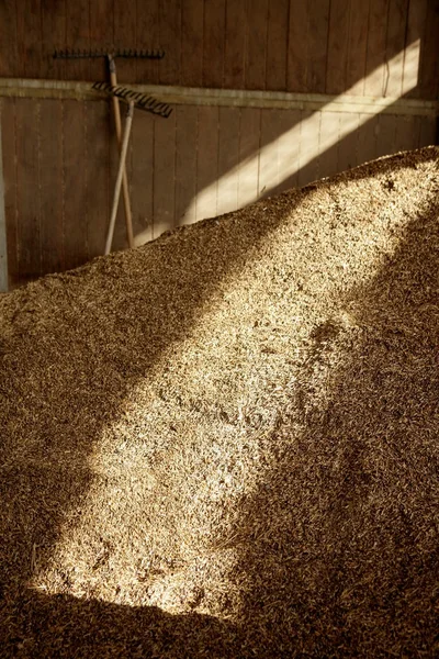 Imagem de cereais de aveia. Vento do celeiro aveia feixe de luz e ferramentas de ancinho — Fotografia de Stock