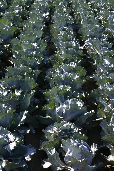 在西班牙，白菜种植农业 — 图库照片