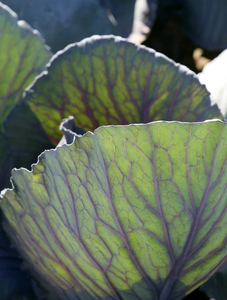 Agriculture in Spain, cabbage leaf macro detail — Stock Photo, Image