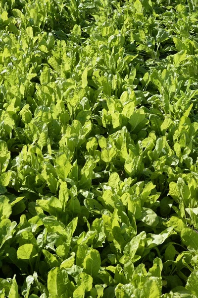 Campo de verduras acelgas, campo verde vívido . —  Fotos de Stock