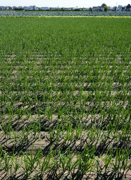 Rolnictwa w Hiszpanii, cebula pola — Zdjęcie stockowe