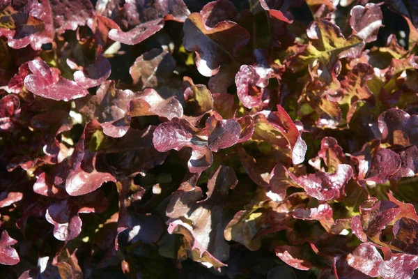 Röd sallad makro textur bakgrund gröda — Stockfoto
