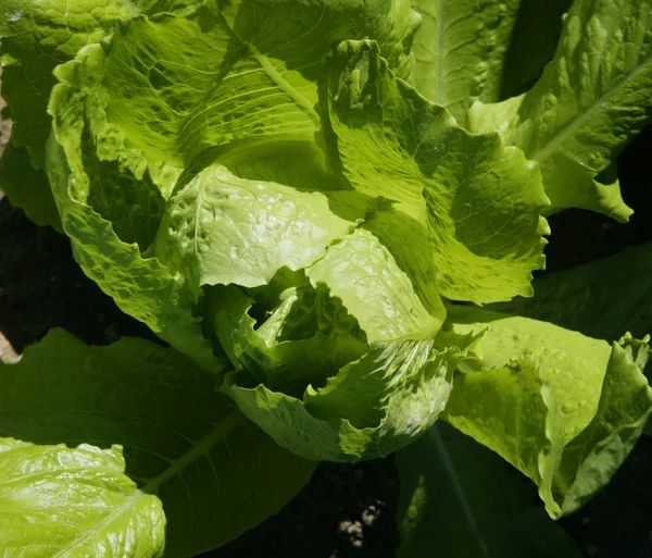 Zöld élénk színű saláta területeken — Stock Fotó