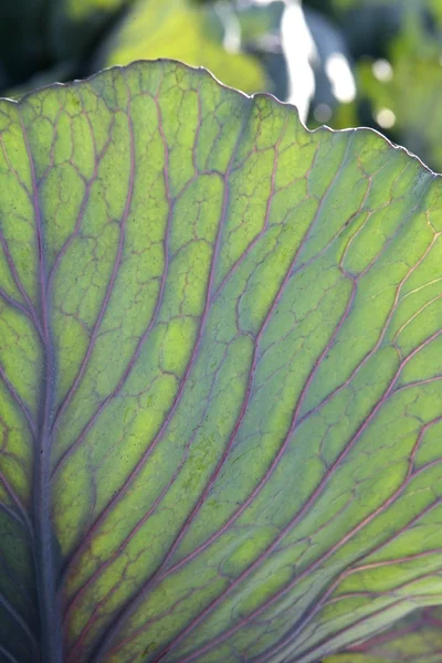 Agriculture in Spain, cabbage leaf macro detail — Stock Photo, Image