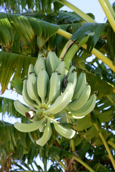 Plátanos que crecen del árbol, todavía en color verde —  Fotos de Stock