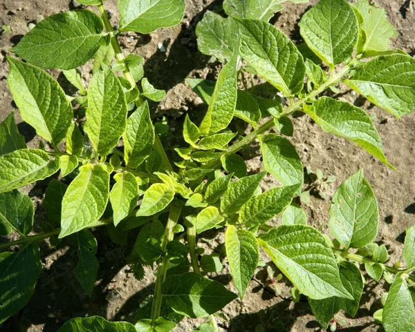 Élénk zöld színű potaroes növény — Stock Fotó