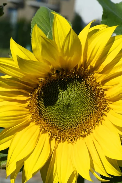 Gelbe Sonnenblumen an einem sonnigen Tag — Stockfoto
