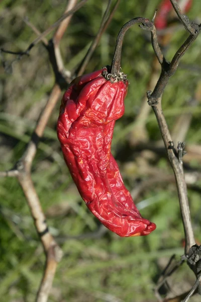 Червоний перець у рослині, процес висушування — стокове фото