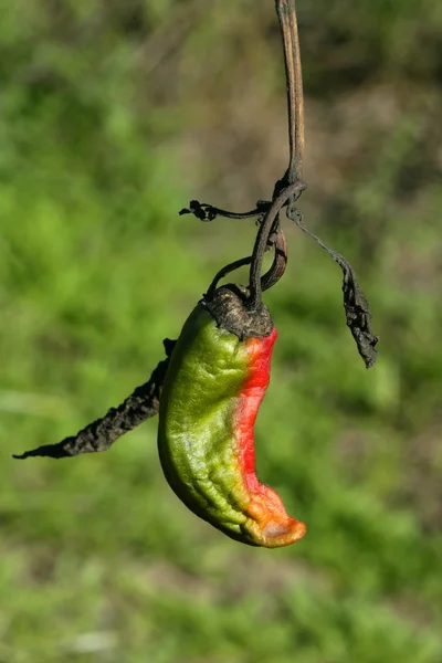 Красный перец в растении, процесс сушки — стоковое фото