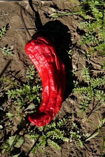 Röd paprika i växt, process torkas — Stockfoto