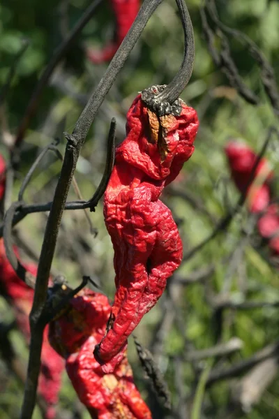 Pimenta vermelha na planta, processo a ser seco — Fotografia de Stock