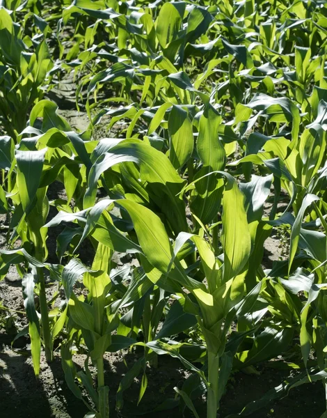 Corn fields growing up in mediterranean lands — Stock Photo, Image