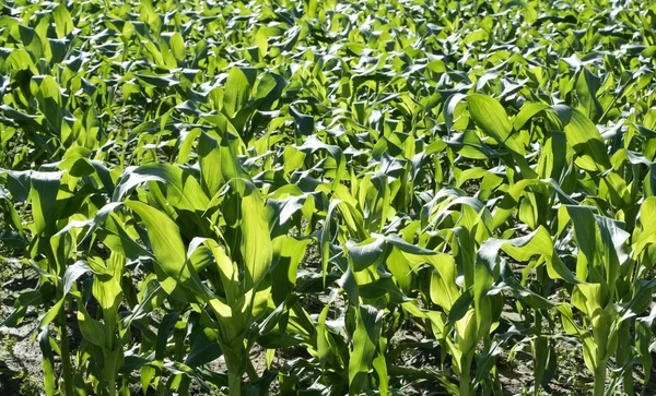 Campos de maíz creciendo en tierras mediterráneas — Foto de Stock