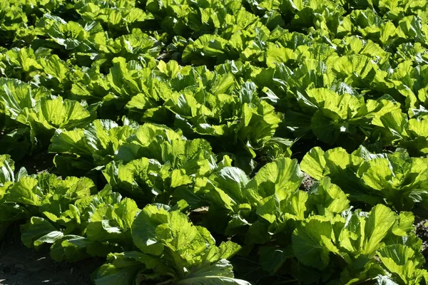Campos de alface na cor verde vívida — Fotografia de Stock