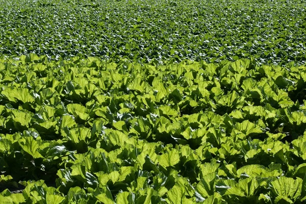 Salatfelder in grüner, lebendiger Farbe — Stockfoto