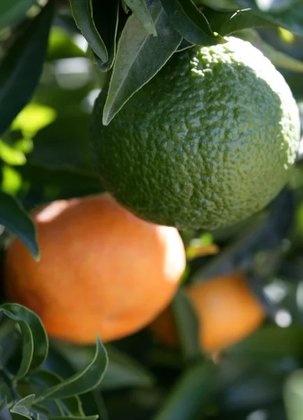 Pomarańczowe drzewa pomarańczy — Zdjęcie stockowe