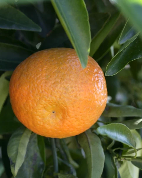 Orangers aux oranges — Photo