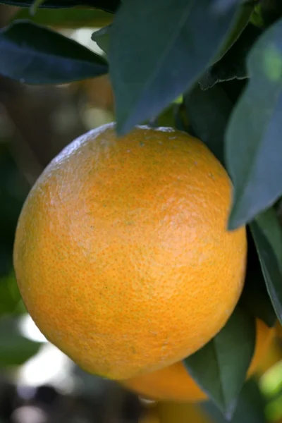 オレンジとオレンジの木 — ストック写真