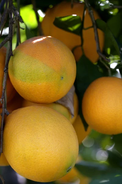 Laranjeiras com laranjas — Fotografia de Stock