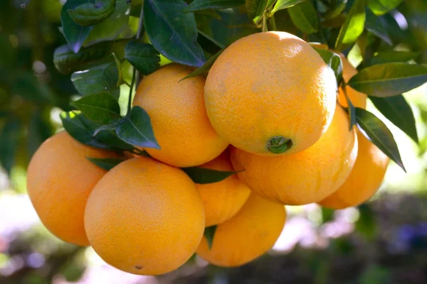Apelsinträd med apelsiner — Stockfoto