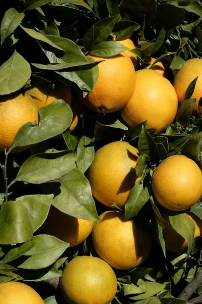 与橘子的橘子树 — 图库照片