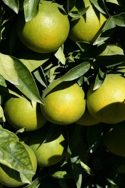 Apelsinträd med apelsiner — Stockfoto