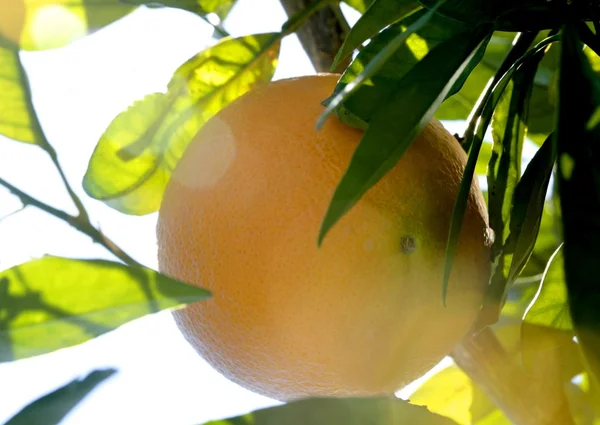 Sinaasappelbomen met sinaasappelen — Stockfoto