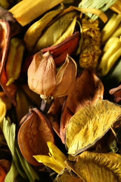 Suszone kwiaty orientalne, żółty, pomarańczowy — Zdjęcie stockowe