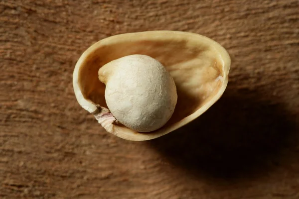 Un ceci dentro un guscio di pistacchio. Metafora delle perle — Foto Stock