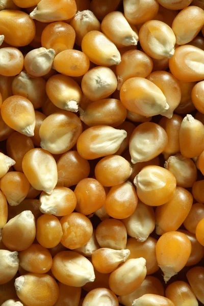 Makro suszone nasiona kukurydzy w kolorze pomarańczowym — Zdjęcie stockowe
