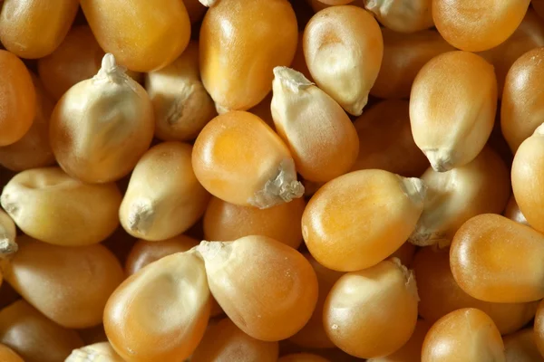 Sementes de milho macro secas na cor laranja — Fotografia de Stock