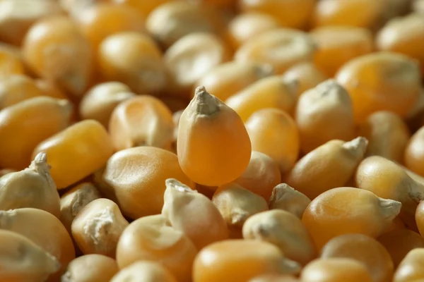 Sušené makro kukuřičnými zrny v oranžové barvě — Stock fotografie