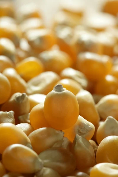 Torkade makro majs frön i orange färg — Stockfoto