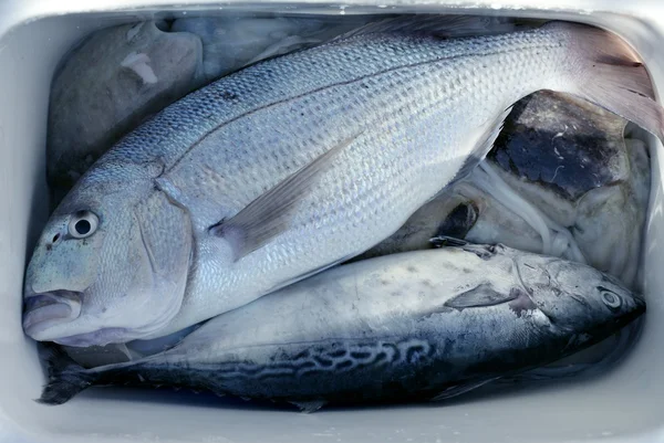 Denton, mediterrán sparus hal, aranyosfejű, sügér — Stock Fotó
