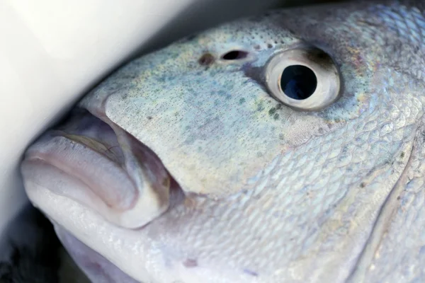 Denton, Medelhavet sparus fisk, guldsparid, snapper — Stockfoto