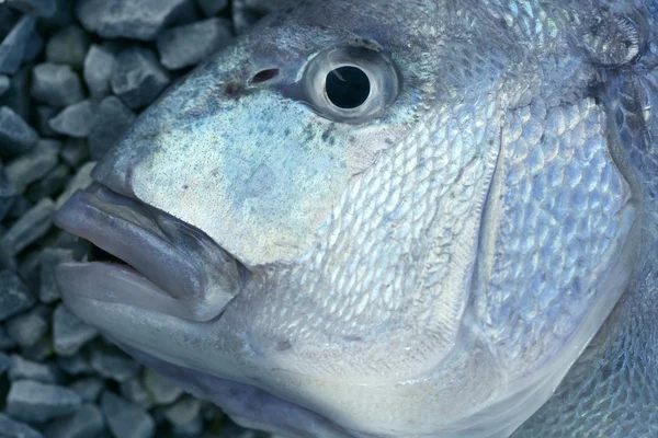 Denton, mediterrán sparus hal, aranyosfejű, sügér — Stock Fotó