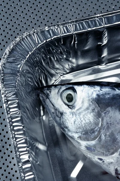 Little tunny, tuna, alby, albacore, silver color. — Stock Photo, Image